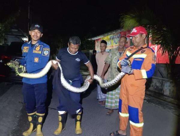 Sehari, 2 Ular Berbahaya Dievakuasi Damkar Tasikmalaya: Sanca Raksasa & Cobra Muncul di Permukiman