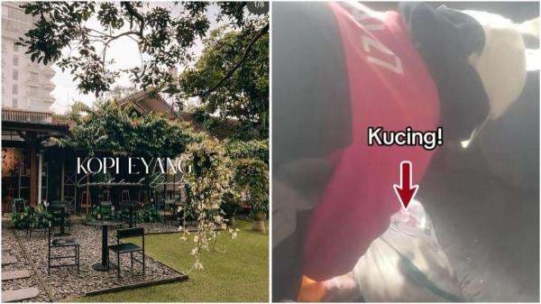 Terungkap! Ini Alasan Kafe Eyang Bungkus Kucing dalam Karung dan Dibuang Hidup-Hidup