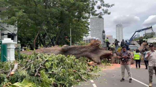 Pohon Tumbang di Jalan Sisingamangaraja Jaksel, Lajur Ditutup Sementara
