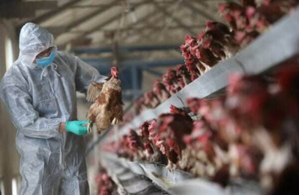5 Fakta Flu Burung yang Berisiko Menjadi Pandemi Baru