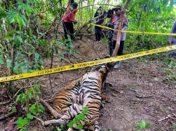 5 Fakta Mencengangkan Harimau Sumatera: Sang Raja Hutan yang Terancam Punah