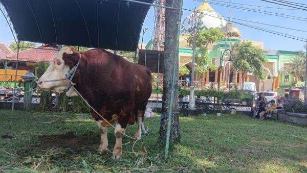 Masji Agung Darussalam Bojonegoro Sembelih Hewan Kurban Hari Ini, Termasuk Sapi Presiden Prabowo