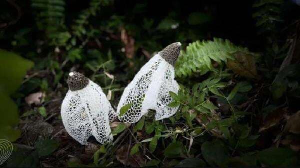 Lagka! Jamur Tudung Pengantin Ditemukan di Hutan Bawean