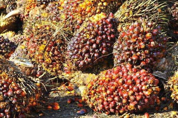 SSMS Ambil Alih Saham Sawit Mandiri Lestari Rp1,6 Triliun dari Induk Usaha