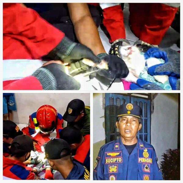 Petugas Damkar Evakuasi Kail Pancing yang Tersangkut di Mulut dan Tangan Kucing Peliharaan