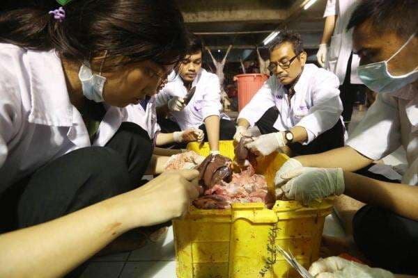 Cacing Hati pada Sapi: Waspadai Penurunan Kualitas Daging di Masa Idul Adha