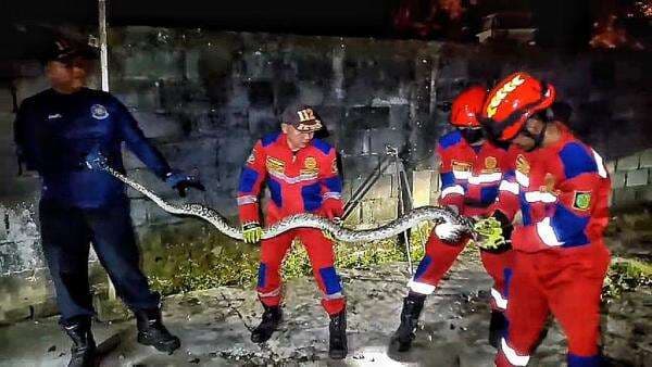 Ular Piton 3,5 Meter Ditemukan di Pinggir Jalan RTA Milono Palangka Raya, Dievakuasi Damka