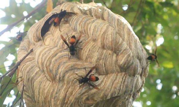 Sengat Anak 10 Tahun, Petugas Damkar Musnahkan Sarang Tawon Vespa di Ponorogo Sengat Anak 10 Tahun, Petugas Damkar Musnahkan Sarang Tawon Vespa di Ponorogo