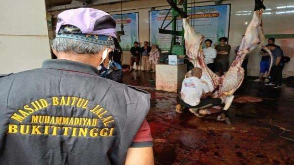 Warga Muhammadiyah Bukittinggi Sembelih 9 Sapi Kurban, Daging Dibagi ke 850 Keluarga