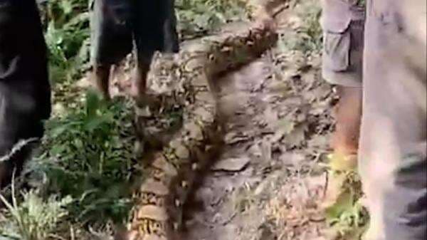 Ngeri! Nenek di Maros Nyaris Tewas Dimangsa Ular Piton 7 Meter saat Banjir