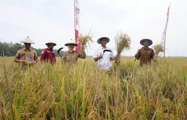 Wiwitan Panen Raya: Simbol Komitmen Bojonegoro Menjadi Lumbung Pangan Jatim