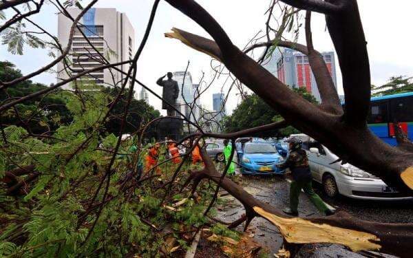 Cuaca Ekstrem, Ratusan Pohon Rawan Tumbang di Jakarta Ditebang