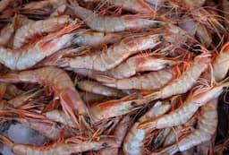 Udang Indonesia Kembali Masuk Pasar AS usai Lolos Uji Radioaktif, 106 Ton Dikirim