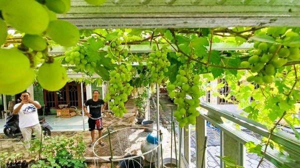Pemuda Bojonegoro Raup Rp10 Juta dari Budidaya Anggur di Pekarangan Rumah
