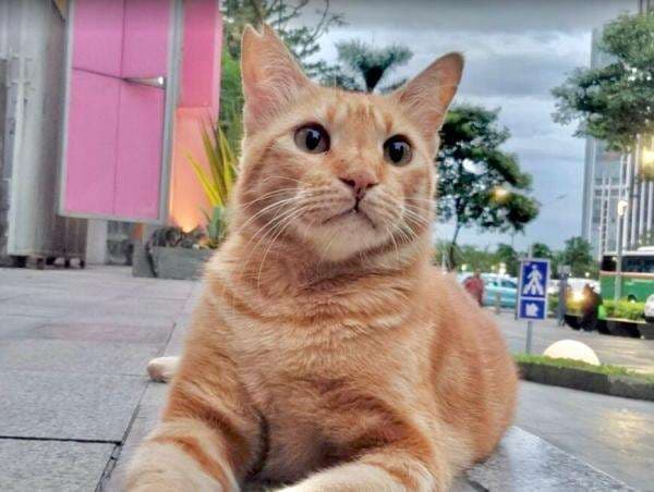 Kucing Oren Depan FX Viral di Medsos, Ini Muka Gemasnya! Kucing Oren Depan FX Viral di Medsos, Ini Muka Gemasnya!