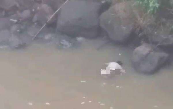 Gempar! Sesosok Mayat Mengapung Ditemukan Warga di Curug Kali Sawah Desa Banjarsari Bantarbolang