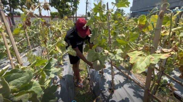 Wisata Petik Melon Hadir di Tengah Kota Tuban, Tawarkan Pengalaman Segar Harga Terjangkau