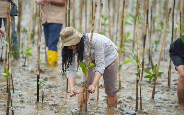Langkah Hijau IMIP Tanam Mangrove, Jaga Keberlanjutan Lingkungan
