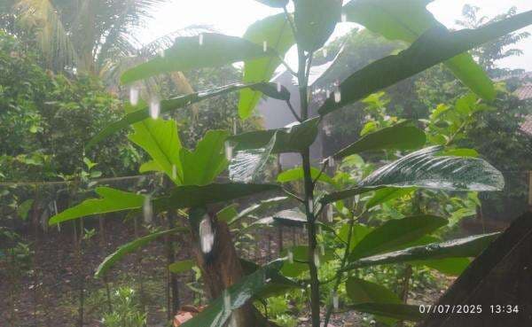 Hujan Lebat disertai Petir Masih Tinggi di Pemalang: Sejumlah Ahli Jelaskan Dampaknya