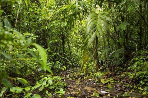 Guyana Ajak Indonesia Jadi Anggota Forest Climate Leaders&rsquo; Partnership