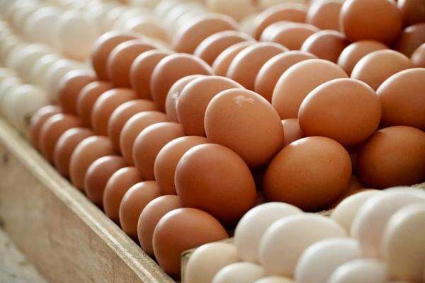 Harga Telur Turun ke Rp24.424 per Kg, Peternak Tekanan