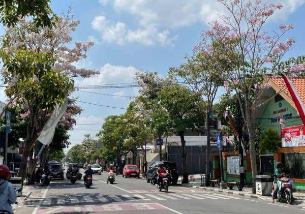 Tabebuya di Bojonegoro Kota Sedang Bermekaran, Warnai Musim Kemarau
