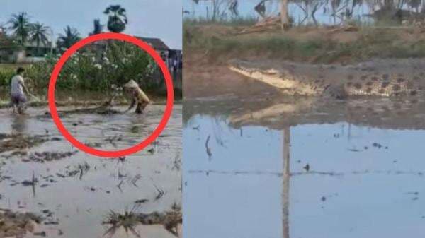 Buaya 4 Meter Nyaris Terkam Warga saat Berusaha Ditangkap, Damkar Pangkep Lakukan Evakuasi