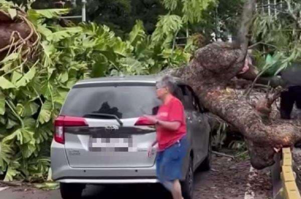 Cegah Bahaya, Pemprov Jakarta Tebang 163 Pohon yang Rawan Tumbang