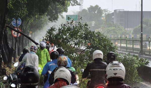 Pohon Tumbang Tutup Jalan Galunggung Jaksel, Pengendara Kompak Evakuasi