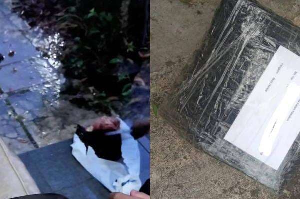 Kreator Konten Dapat Paket Mengerikan Berisi Kepala Babi, Begini Kronologinya