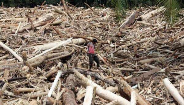 Kisah Pesantren Jadi Benteng Alami Cegah Terjangan Kayu Gelondongan saat Banjir Bandang Aceh