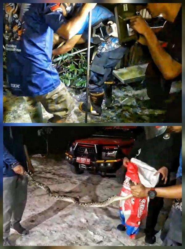IRT di Palangka Raya Temukan Ular Piton 1,5 Meter di Pohon Sawit