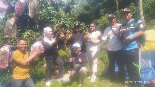 Panen Perdana Kelengkeng di Kebun Puji, Camat Belik: Sangat Berpotensi Jadi Agrowista