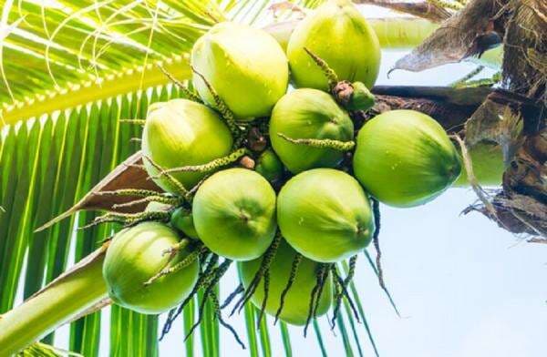 China Investasi Hilirisasi Kelapa Rp1,6 Triliun di Morowali, Mulai Produksi 2026