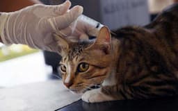 6.503 Hewan di Jakut Divaksin Rabies, Kucing hingga Musang