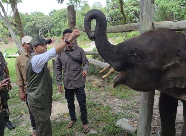 Pemerintah Pastikan Habitat Gajah Tak Terganggu saat Restorasi Taman Nasional Tesso Nilo