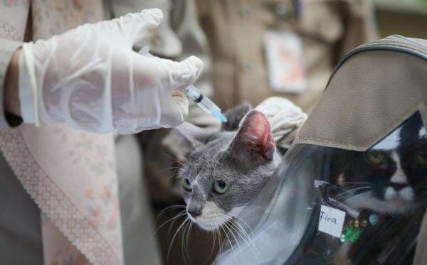 Cegah Rabies, Ribuan Kucing hingga Anjing di Jakpus Divaksin