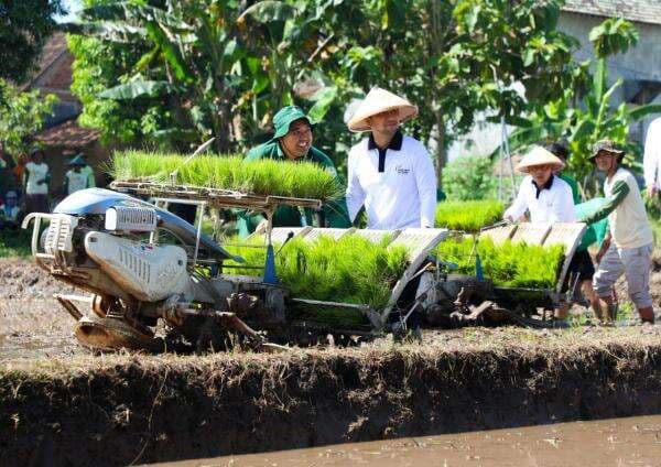 Tanam Padi Serentak Bareng Wagub Emil di Ponorogo, PLN Dukung Produksi Padi Meningkat