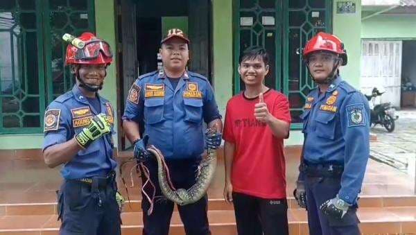 Geger, Biawak Masuk Rumah Warga di Palangka Raya, Petugas Damkar Turun Tangan