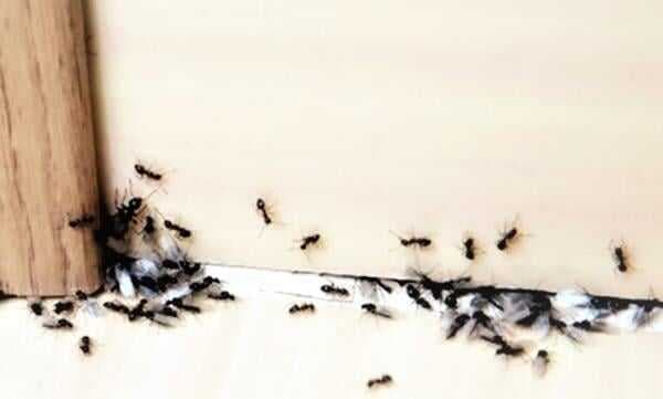 11 Bahan Alami Pengusir Semut di Rumah. Ampuh No Ribet ! 11 Bahan Alami Pengusir Semut di Rumah. Ampuh No Ribet !