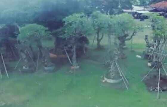 Pohon Kamboja, Keindahan, Makna, dan Manfaatnya