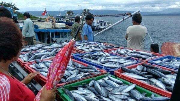 Saham ASHA Milik Siapa? Emiten Perikanan Tangkap, Ini Profil dan Pengendalinya