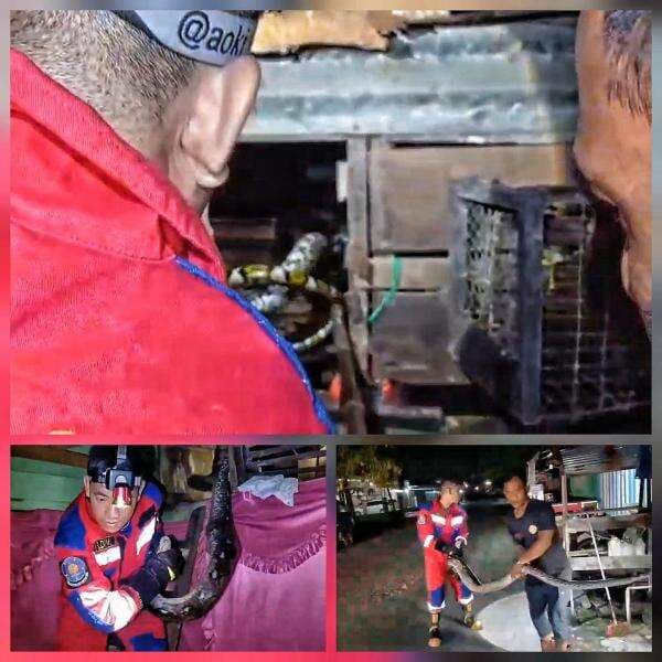 Ular Piton Sepanjang 4 Meter Mangsa Ayam Warga di Palangka Raya, Dievakuasi Damkar