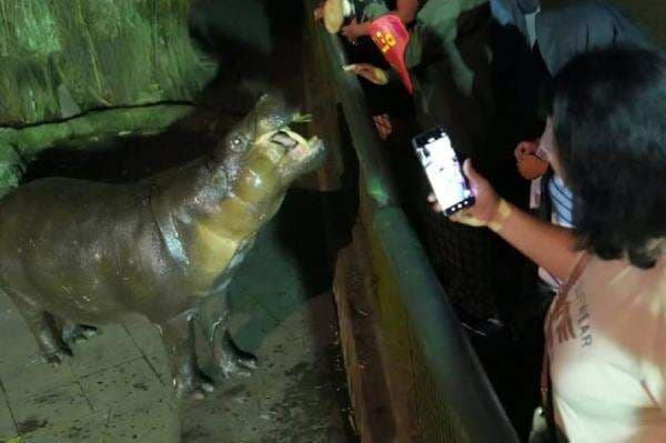 Wisata Malam Ragunan Ternyata Masih Diminati, Jumlah Pengunjung Meningkat Wisata Malam Ragunan Ternyata Masih Diminati, Jumlah Pengunjung Meningkat