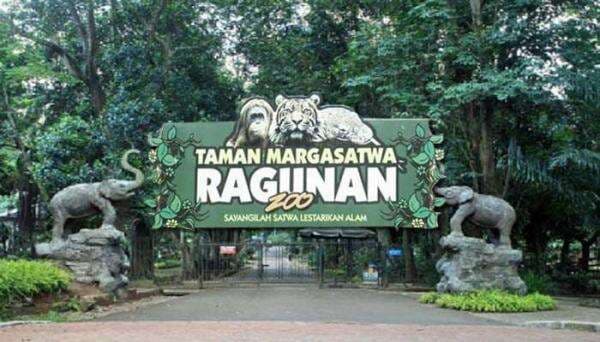 Harga Tiket Kebun Binatang Ragunan, Mulai 11 Oktober Ada Atraksi Malam