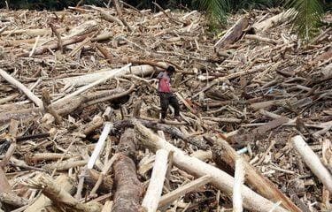 Warga Diizinkan Gunakan Kayu Gelondongan untuk Bangun Hunian Pasca Banjir Sumatera