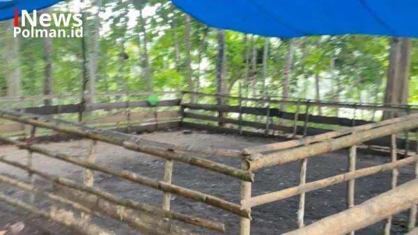 Polisi Gerebek Arena Sabung Ayam di Polman, 4 Motor Disita!