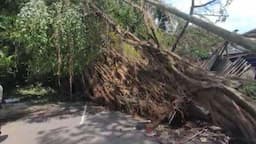 Pohon Beringin Besar Tumbang di Malang Timpa Warung dan 2 Motor Ojol