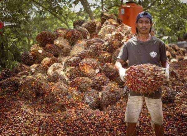 Pemerintah Perluas Sertifikasi ISPO dari Hulu ke Hilir, Targetkan Industri Sawit Nasional Berkelanju