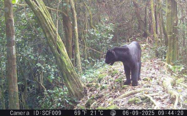 Ekspedisi di Sanggabuana Catat Temuan Penting, TNI AD Perkuat Peran Pelestarian Alam